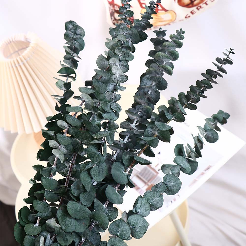 Eucalyptus Preserved - 10 Peças de Folhas Naturais Secas